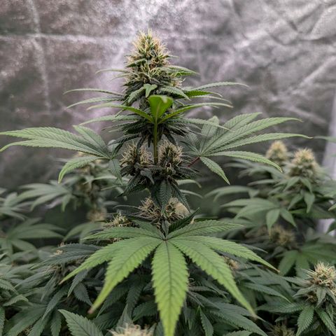 GH Cheese #1 growlog timeline photo