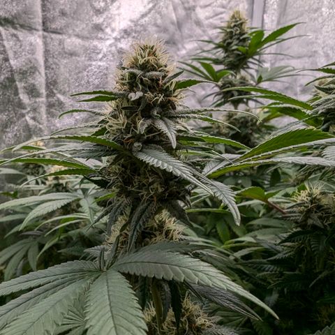 GH Cheese #1 growlog timeline photo