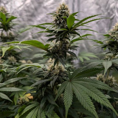 GH Cheese #1 growlog timeline photo