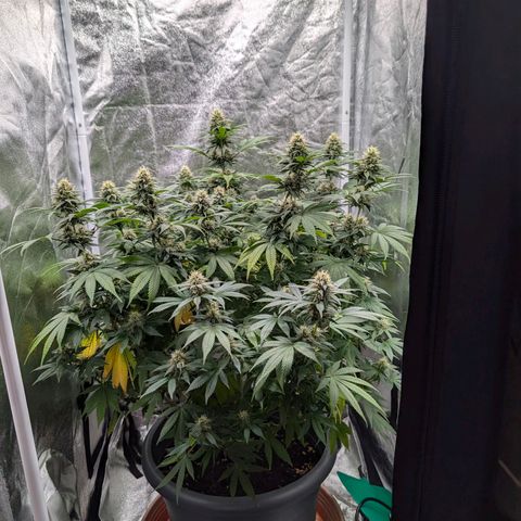 GH Cheese #1 growlog timeline photo