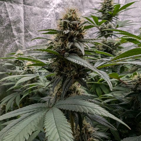 GH Cheese #1 growlog timeline photo