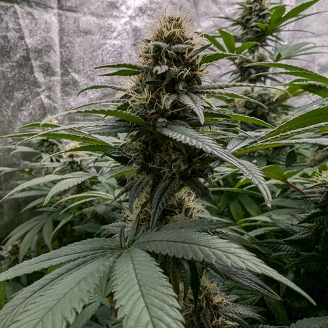 GH Cheese #1 growlog timeline photo