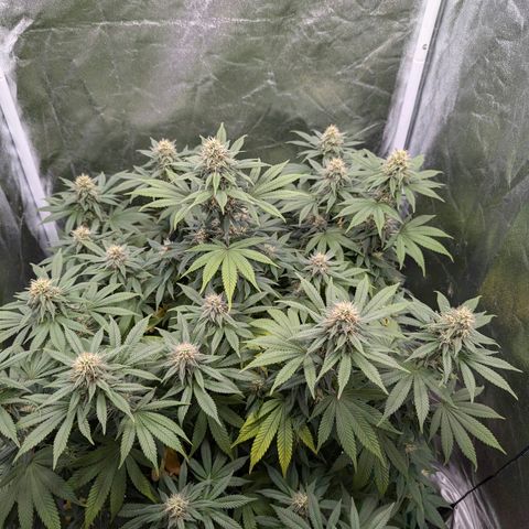 GH Cheese #1 growlog timeline photo