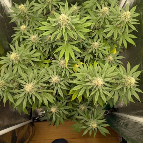 GH Cheese #1 growlog timeline photo
