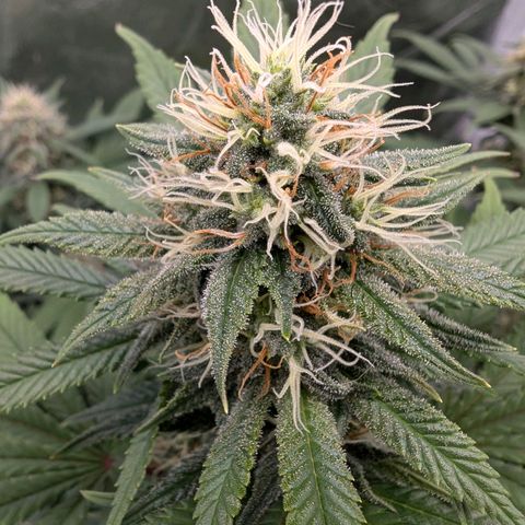 GH Cheese #1 growlog timeline photo