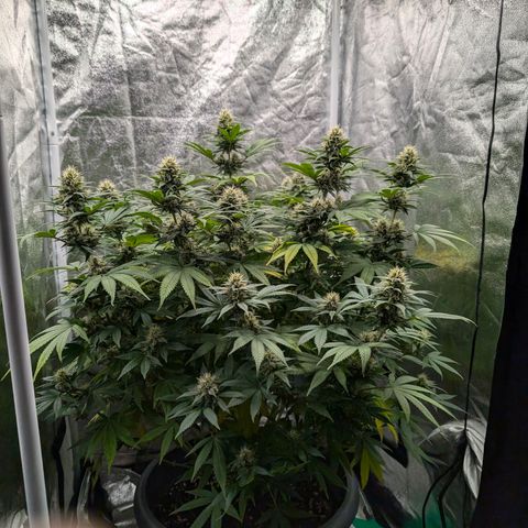 GH Cheese #1 growlog timeline photo