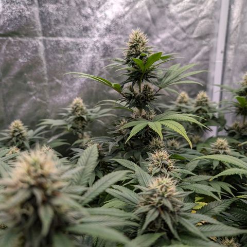 GH Cheese #1 growlog timeline photo