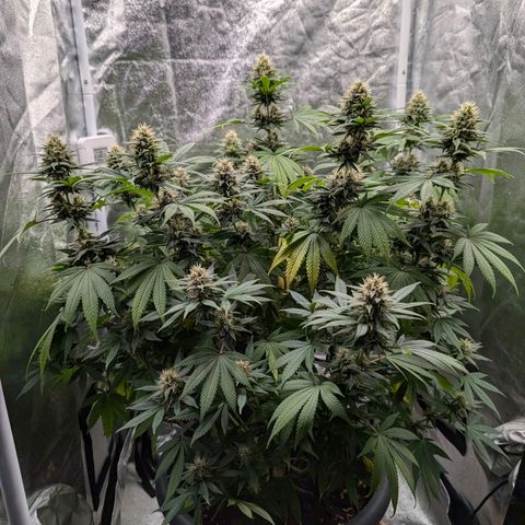 GH Cheese #1 growlog timeline photo