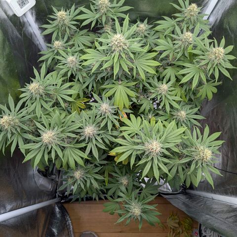 GH Cheese #1 growlog timeline photo