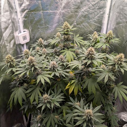 GH Cheese #1 growlog timeline photo