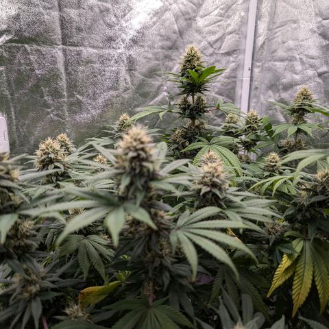 GH Cheese #1 growlog timeline photo