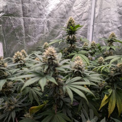 GH Cheese #1 growlog timeline photo