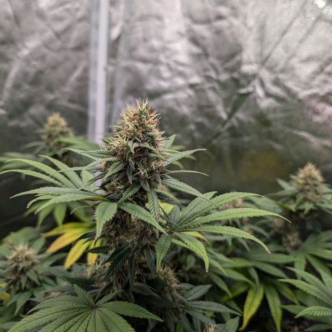 GH Cheese #1 growlog timeline photo