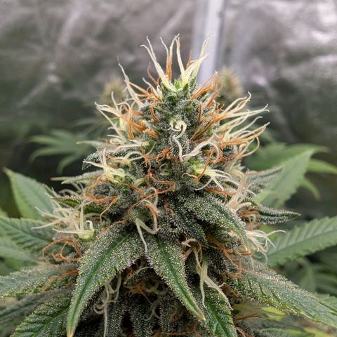 GH Cheese #1 growlog timeline photo