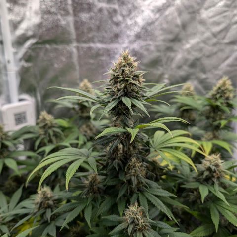 GH Cheese #1 growlog timeline photo