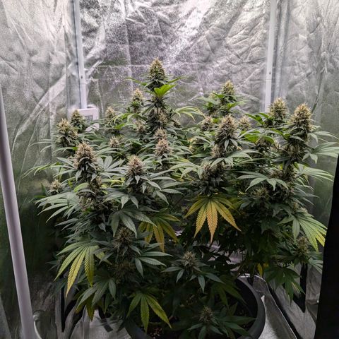 GH Cheese #1 growlog timeline photo