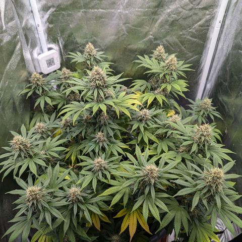 GH Cheese #1 growlog timeline photo