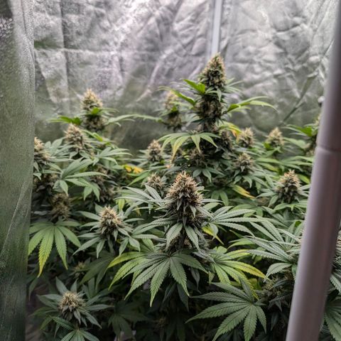 GH Cheese #1 growlog timeline photo