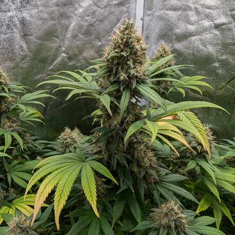 GH Cheese #1 growlog timeline photo