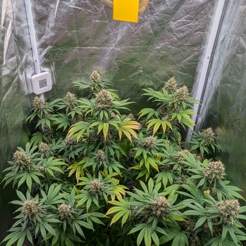 GH Cheese #1 growlog timeline photo