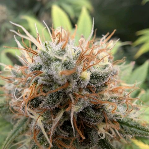 GH Cheese #1 growlog timeline photo