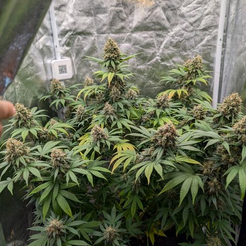 GH Cheese #1 growlog timeline photo