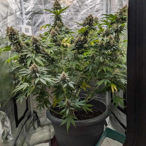 GH Cheese #1 growlog timeline photo