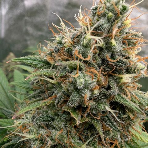 GH Cheese #1 growlog timeline photo