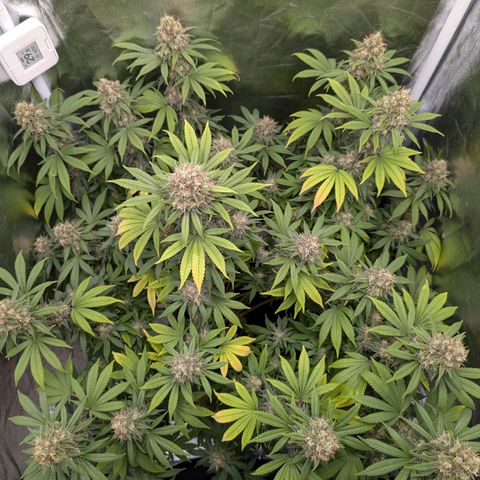 GH Cheese #1 growlog timeline photo