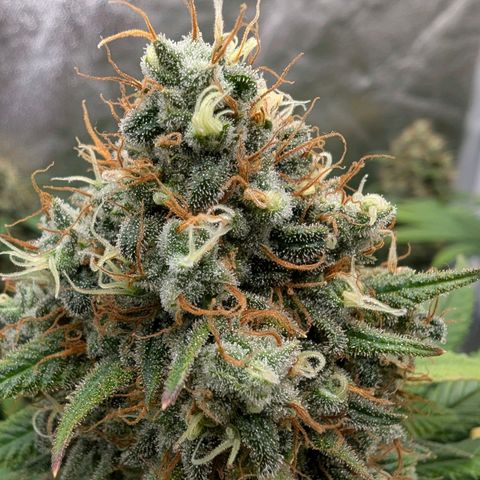 GH Cheese #1 growlog timeline photo
