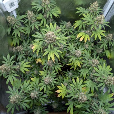 GH Cheese #1 growlog timeline photo