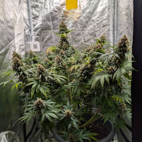 GH Cheese #1 growlog timeline photo