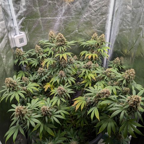 GH Cheese #1 growlog timeline photo