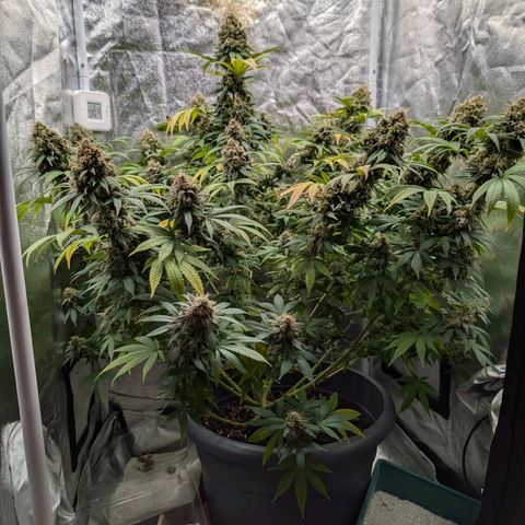 GH Cheese #1 growlog photo: Nach Anfänger Wissen sind viele Trichome milchig aber kaum welche bernsteinfarben. ich warte mit der Ernte bis 20% braune dabei sind