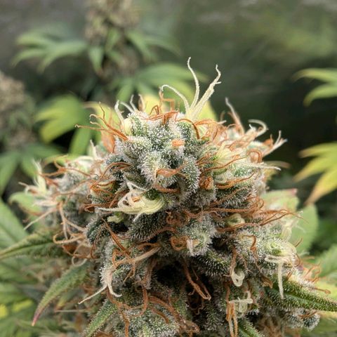 GH Cheese #1 growlog photo: Nach Anfänger Wissen sind viele Trichome milchig aber kaum welche bernsteinfarben. ich warte mit der Ernte bis 20% braune dabei sind