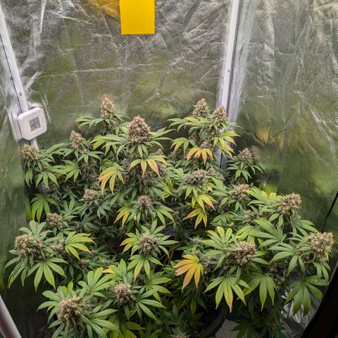 GH Cheese #1 growlog photo: Nach Anfänger Wissen sind viele Trichome milchig aber kaum welche bernsteinfarben. ich warte mit der Ernte bis 20% braune dabei sind