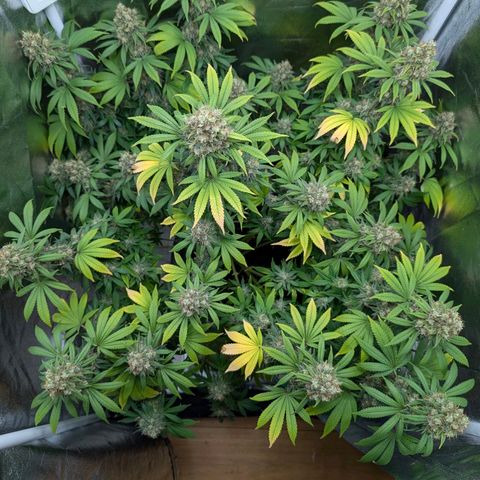 GH Cheese #1 growlog photo: Nach Anfänger Wissen sind viele Trichome milchig aber kaum welche bernsteinfarben. ich warte mit der Ernte bis 20% braune dabei sind
