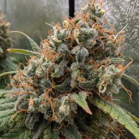 GH Cheese #1 growlog photo: Nach Anfänger Wissen sind viele Trichome milchig aber kaum welche bernsteinfarben. ich warte mit der Ernte bis 20% braune dabei sind