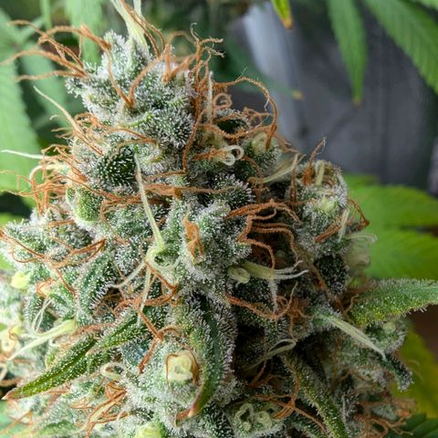 GH Cheese #1 growlog photo: Die Trichome bekommen langsam Bernsteinfarbene Nachbarn. Ernte am Morgigen Tag sollte passen.