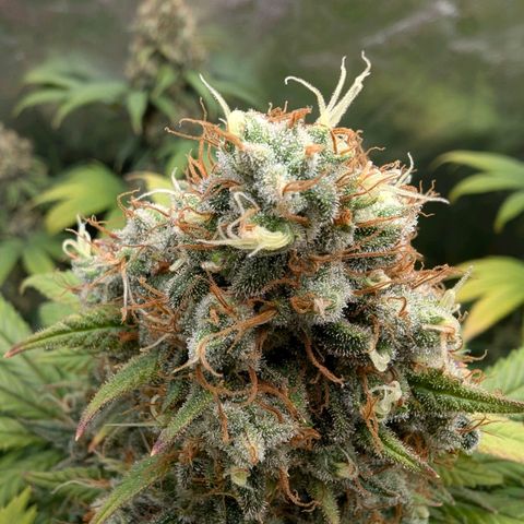 GH Cheese #1 growlog photo: Die Trichome bekommen langsam Bernsteinfarbene Nachbarn. Ernte am Morgigen Tag sollte passen.