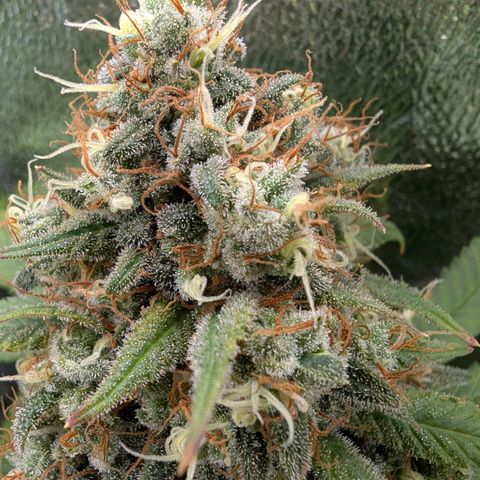 GH Cheese #1 growlog photo: Die Trichome bekommen langsam Bernsteinfarbene Nachbarn. Ernte am Morgigen Tag sollte passen.