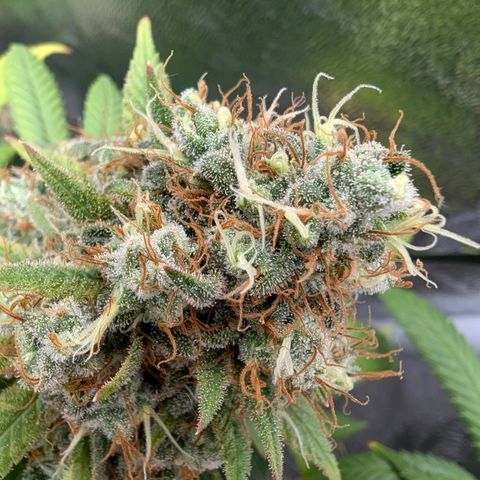 GH Cheese #1 growlog photo: Die Trichome bekommen langsam Bernsteinfarbene Nachbarn. Ernte am Morgigen Tag sollte passen.