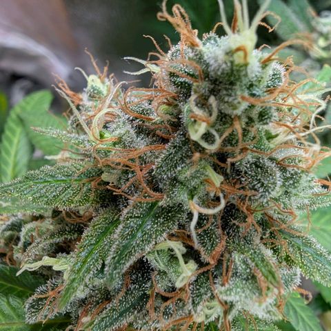 GH Cheese #1 growlog photo: Die Trichome bekommen langsam Bernsteinfarbene Nachbarn. Ernte am Morgigen Tag sollte passen.