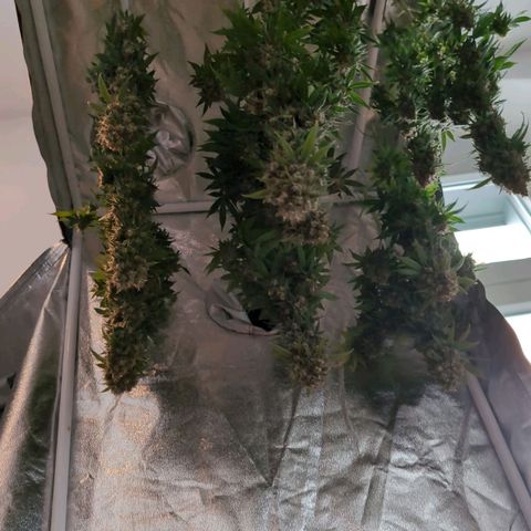 GH Cheese #1 growlog timeline photo