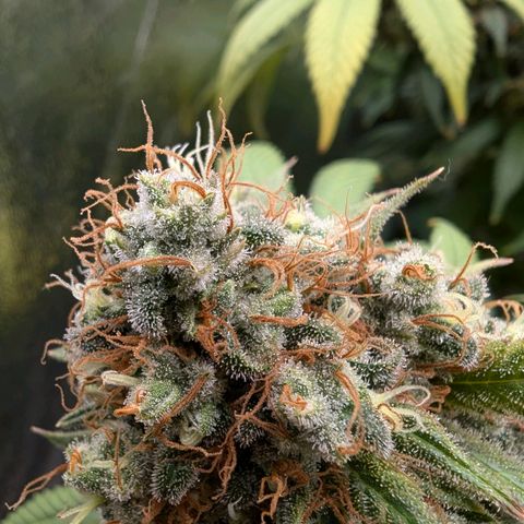 GH Cheese #1 growlog timeline photo