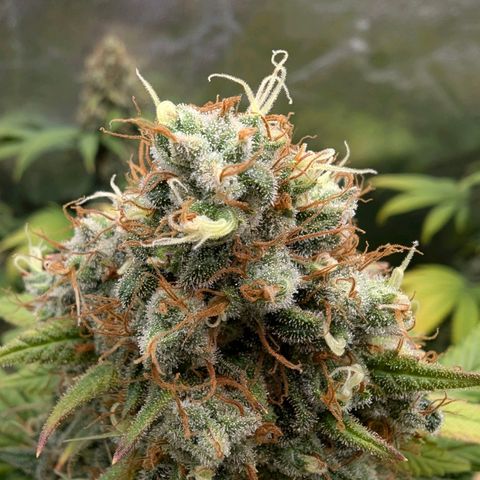 GH Cheese #1 growlog timeline photo