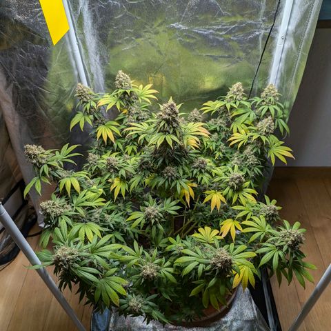GH Cheese #1 growlog timeline photo