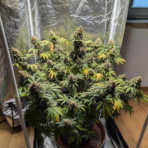 GH Cheese #1 growlog timeline photo