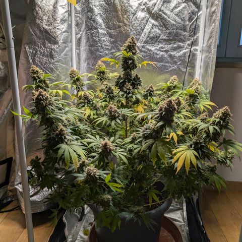 GH Cheese #1 growlog timeline photo