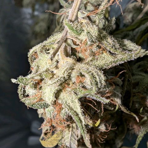 GH Cheese #1 growlog timeline photo